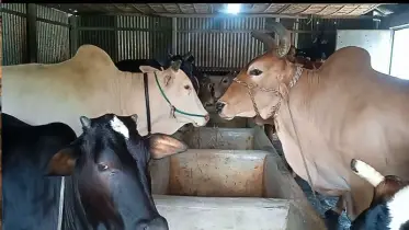 কসবায় দেশি-বিদেশি জাতের গরু, চাহিদার শীর্ষে শাহিওয়াল