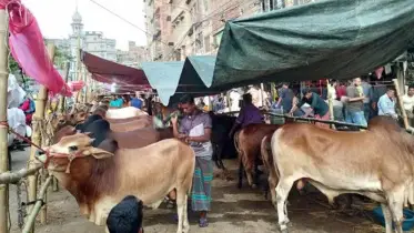 পশুর হাটকে ঘিরে তৎপর অপরাধীরা, সক্রিয় হচ্ছে অজ্ঞান পার্টি
