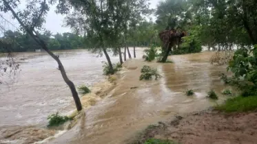 ফেনীর ফুলগাজী উপজেলার বন্যা পরিস্থিতি উন্নতির দিকে