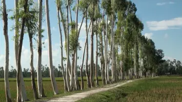 কুড়িগ্রামে ইউক্যালিপটাস গাছের কারণে শত শত একর জমির ধানের ফলন কমেছে