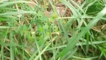 বেগমগঞ্জ উপজেলায় অজ্ঞাতনামা মহিলার কঙ্কাল উদ্ধার