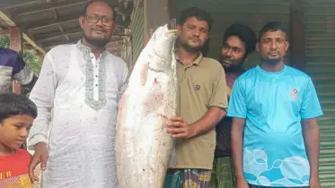 বঁড়শিতে ধরা পড়েছে বিশালাকৃতির চিতল