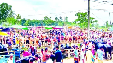 সাটুরিয়ায় জমে উঠেছে পশুরহাট