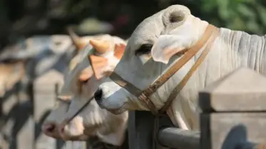 কোরবানির জরুরি মাসায়েল জানা আছে তো?