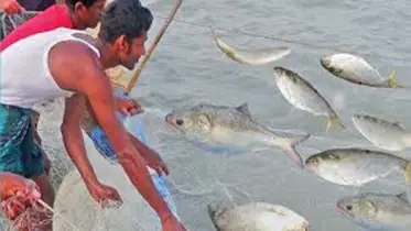 ৫৮ দিনের নিষেধাজ্ঞা, প্রথম দিনেই ধরার পড়লো ৪৩ মণ ইলিশ!