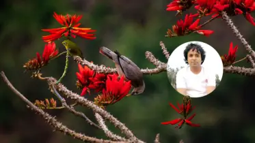 মান্দার