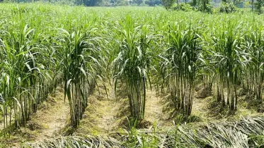 সিরাজদিখানে আখ মৌসুম জমজমাট