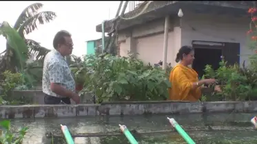 দম্পতির ছাদবাগান থেকে আশেপাশে ছড়িয়ে পড়ছে সবুজ স্বপ্ন