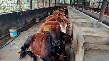 কোন পশু কত বছর বয়সে কোরবানি দেওয়া যাবে