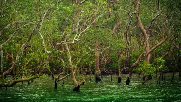ইকোট্যুরিজমে টেকসই সম্ভাবনার নতুন দিগন্ত সুন্দরবন