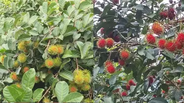 পাহাড়ি মাটিতে মালয়েশিয়ান ফলের সাফল্য!