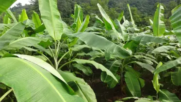 ধান বাদ, কলা চাষে লাভবান হচ্ছেন শেরপুরের কৃষকরা
