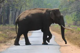 নালিতাবাড়ীতে বন্যহাতি তাড়াতে গিয়ে কৃষক আহত