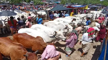 চাহিদার তিন গুণ বেশি পশু কোরবানির জন্য প্রস্তুত