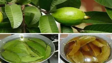 কেন চড়া দামে বিক্রি হচ্ছে পেয়ারা পাতা?