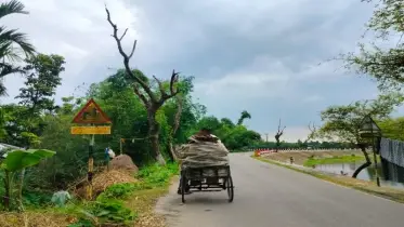 ১৫ কি.মি. সড়কে ঝুঁকিপূর্ণ মরা গাছ, দুর্ঘটনার আশঙ্কা