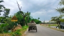 ১৫ কি.মি. সড়কে ঝুঁকিপূর্ণ মরা গাছ, দুর্ঘটনার আশঙ্কা