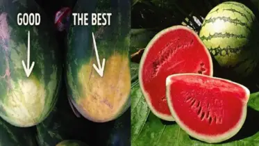 পাকা ও মিষ্টি তরমুজ চেনার কৌশল, সাথে উপকারিতাও জেনে নিন