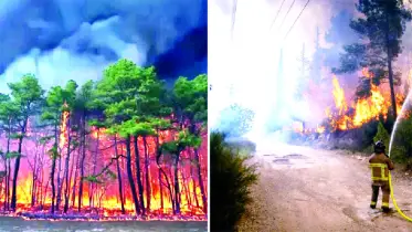 দাবানলের কবলে যুক্তরাষ্ট্র-ইসরাইল
