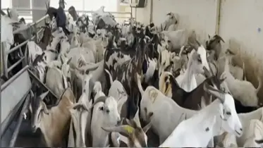 আরব আমিরাতে ঈদুল আজহা ঘিরে জমজমাট পশুর হাট