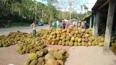 মাত্র ৫০ টাকায় এক কাঁঠাল! খুশি ভোক্তারা