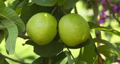 পেয়ারার যত উপকারী গুণ, মিলবে হার্ট অ্যাটা ক, ক্যান্সার, ডায়াবেটিস থেকে মুক্তি!