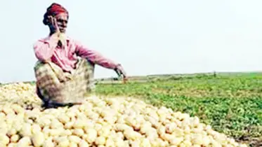 ফসলের ন্যায্য মূল্য না পেয়ে দিশাহারা কৃষক