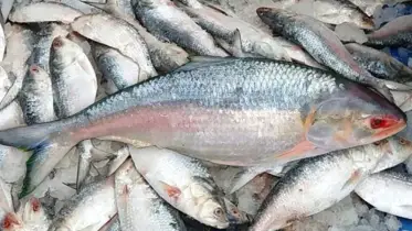 পদ্মার রূপালি সোনা: ঘাটে ধরে, বাজারে হারায়!