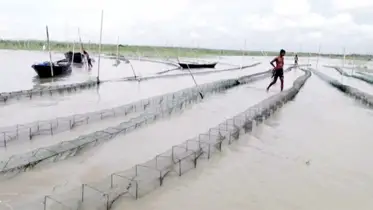 জলাশয় মাছশূন্য হচ্ছে