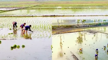 আষাঢ়েও নেই বৃষ্টি, খরায় পুড়ছে উত্তরাঞ্চল