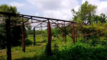 রাঙ্গাবালীর চরগংগা আবাসন প্রকল্প  এখন ঝোপ ঝাড়ে ঢাকা