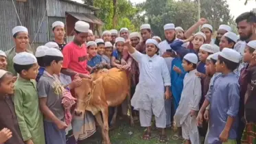 আ.লীগের কার্যক্রম নিষিদ্ধ হওয়ায় গরু ‘কোরবানি’ করলেন মাওলানা রফিকুল