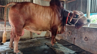 রাজা নামেই রাজত্ব: রাজবাড়ীতে ৮ লাখ টাকার বিশাল ২০ মণের  ষাঁড়