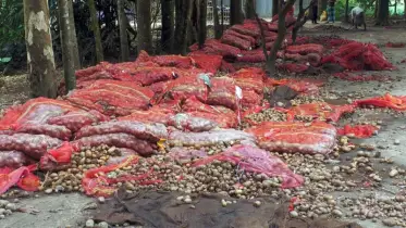 আলু নিয়ে বিপাকে কৃষকেরা