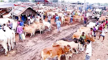 কোরবানির পশুর হাটের নিরাপত্তা