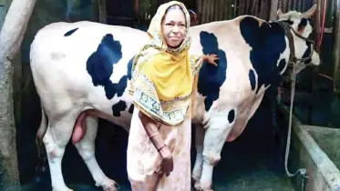 দাউদকান্দিতে ২৬ মণ ওজনের রাজাবাবুর দাম হাঁকানো হচ্ছে ১৫ লাখ টাকা