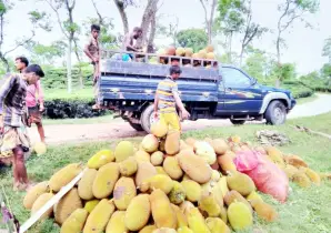 গাছে গাছে পাকা কাঁঠালের ঘ্রাণ