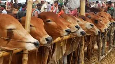 কোরবানির হাট