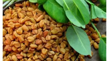 মেথি ভিজানো পানি খাওয়ার ৫টি অসাধারণ উপকারিতা