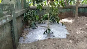 ছয় সন্তানের জননীর মৃত্যুর পর দাফন হল প্রতিবেশীর বাড়িতে, এলাকায় চাঞ্চল্য