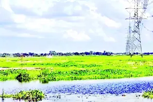 ঐতিহ্য হারাতে বসেছে জীববৈচিত্র্যে অনন্য আড়িয়ল বিল