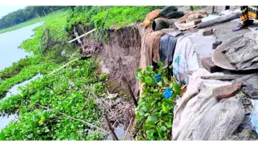 তিতাস নদীর তীব্র ভাঙনে নিঃস্ব অর্ধশতাধিক পরিবার,  নদীতীরে আতঙ্ক