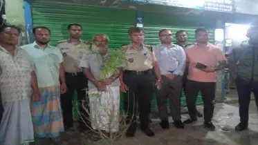 সবজিক্ষেতে গাঁজার চাষ! গাঁজা গাছসহ চাষি আটক