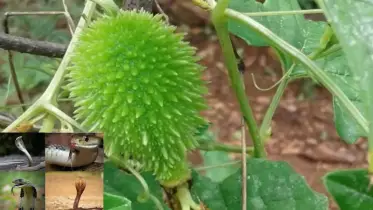 মাত্র ৫ মিনিটে সাপের বিষ নামিয়ে দেয় যে পাতার রস!