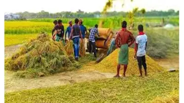 কেরানীগঞ্জে বোরো ধানের বাম্পার ফলনে কৃষকের মুখে হাসি