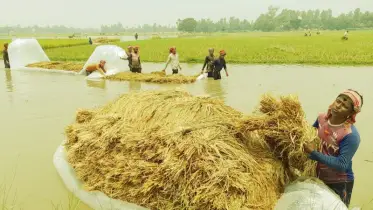 চাটমোহরে আগাম বন্যায় ডুবে গেছে বোরো ধান