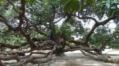 ঠাকুরগাঁওয়ে দুই শত বছরের সূর্যপুরী আমগাছ ঘিরে দেশ-বিদেশে কৌতূহল