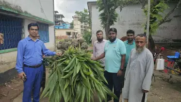 কালকিনিতে বিনামূল্যে সাড়ে ৩ হাজার নারিকেল চারা বিতরণ 