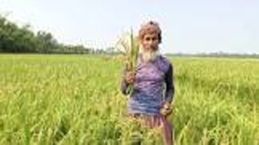 বোরোর মরা শীষ দুশ্চিন্তায় কৃষক
