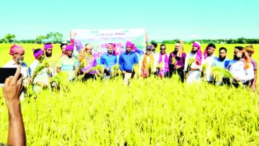 ধর্মপাশায় বোরো কাটা শুরু
